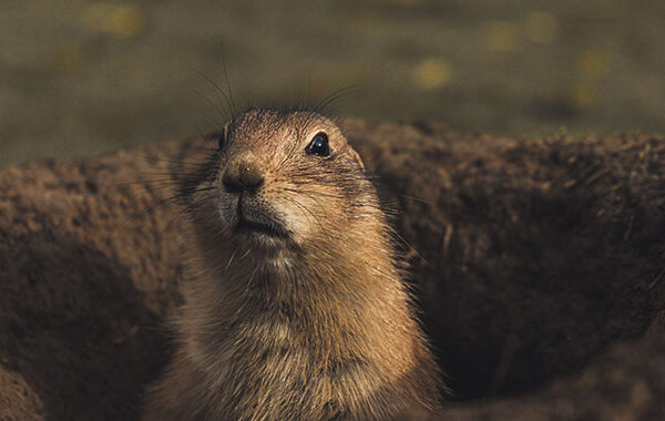 Dramatic chipmunk stepping out of its burrow to judge you