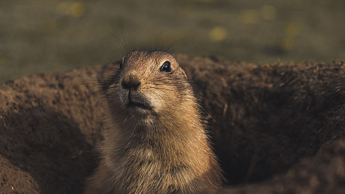 Dramatic chipmunk stepping out of its burrow to judge you