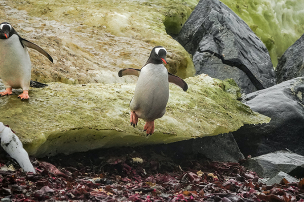 Penguins jumping from the rocks ready for battle