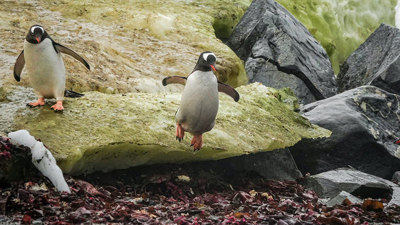 Penguins jumping from the rocks ready for battle