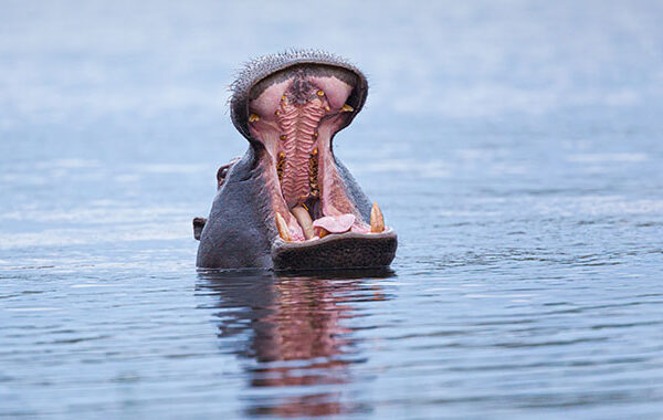 Hippo is here to remind you that it's okay. He's totes screaming, or at least it appears so.