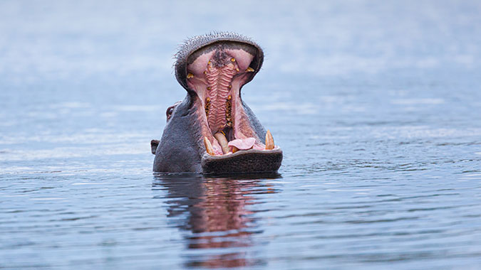 Hippo is here to remind you that it's okay. He's totes screaming, or at least it appears so.