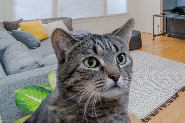 Cat looking surprised