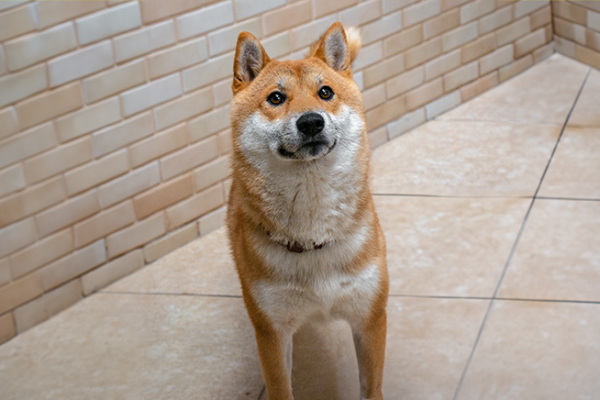 Shiba Inu