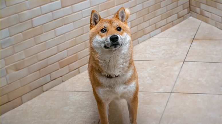 Shiba Inu