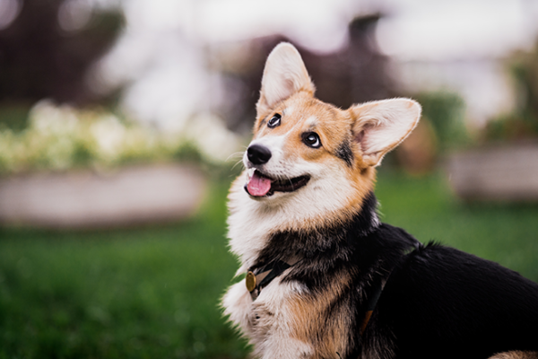 Corgi pictured in green grass