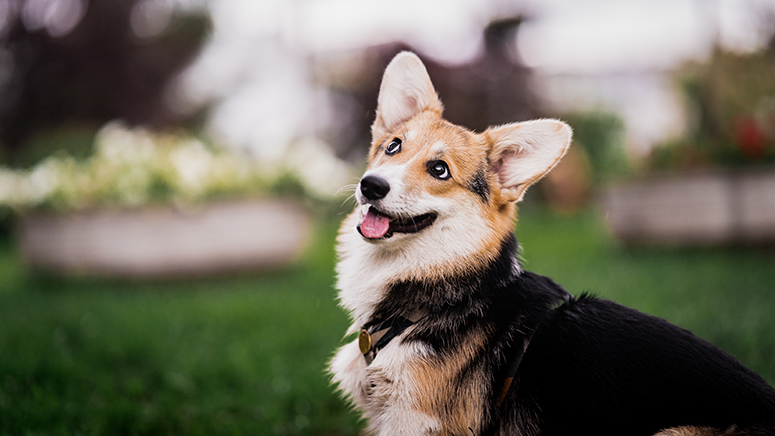 Corgi pictured in green grass