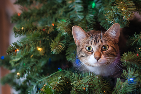 Cat inside of a Christmas tree