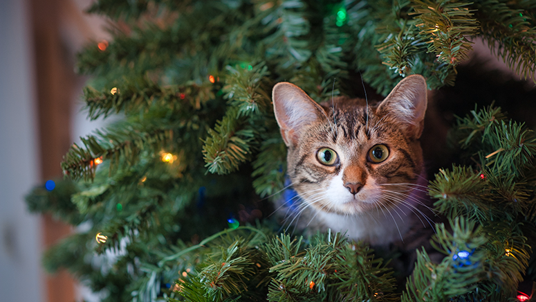 Cat inside of a Christmas tree